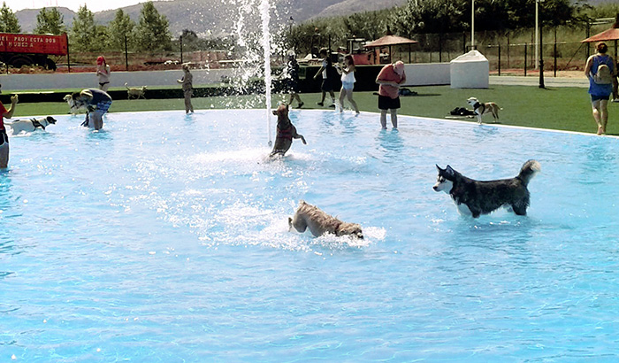 SISTEMA DE FILTRACIÓN PISCINA CANINA. Ondara, Alicante